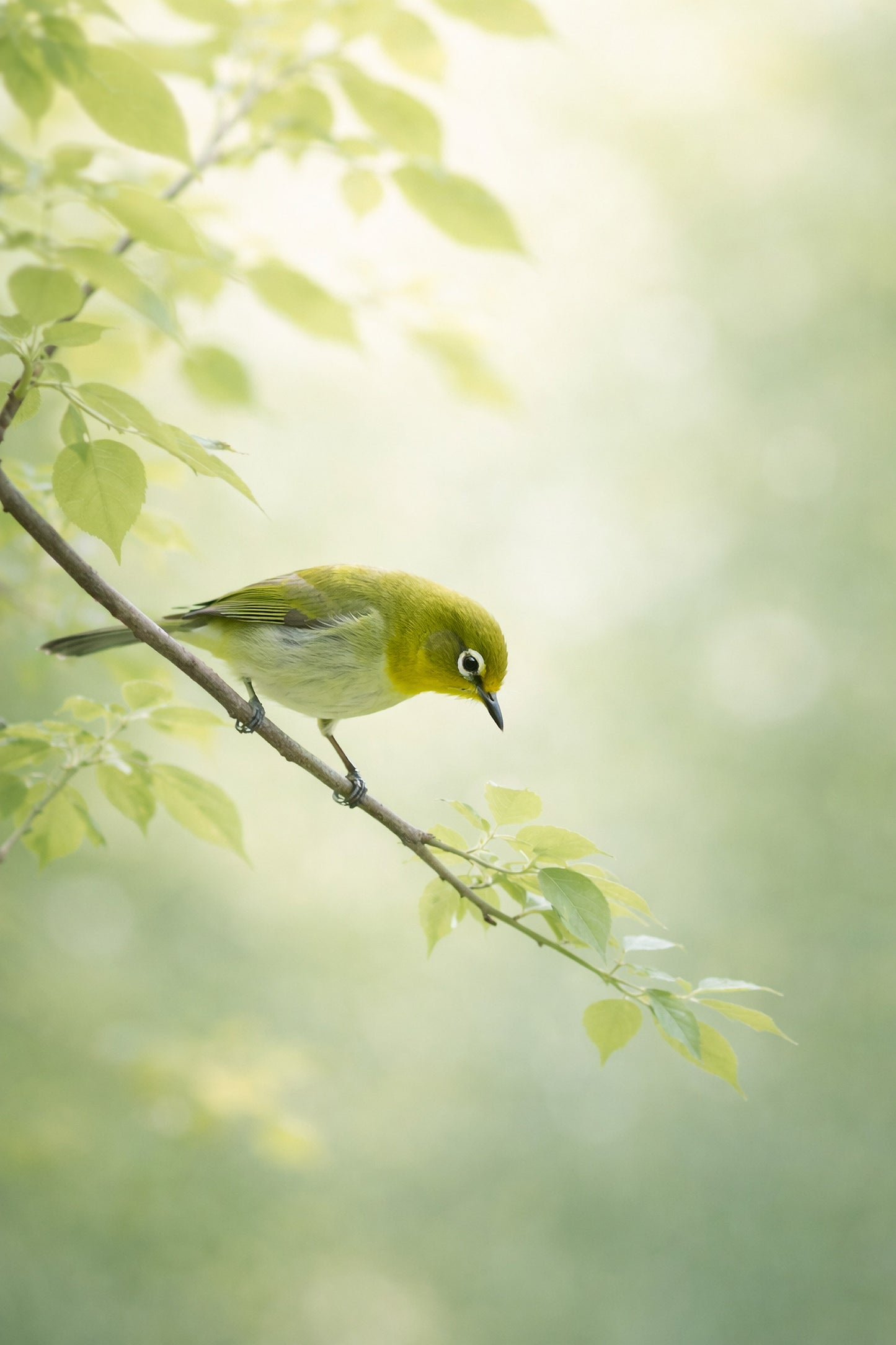 Breath of Early Summer – Japanese Mejiro Bird Wall Art Print (2:3 Edition)