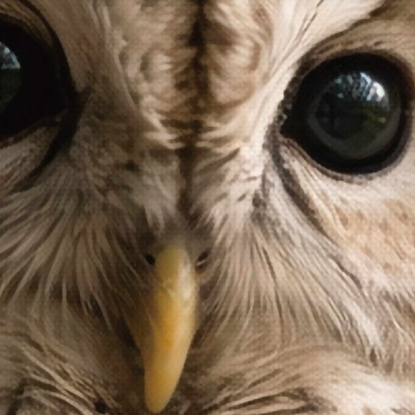 Quiet Watcher – Japanese Owl Wall Art Print (2:3 Edition)