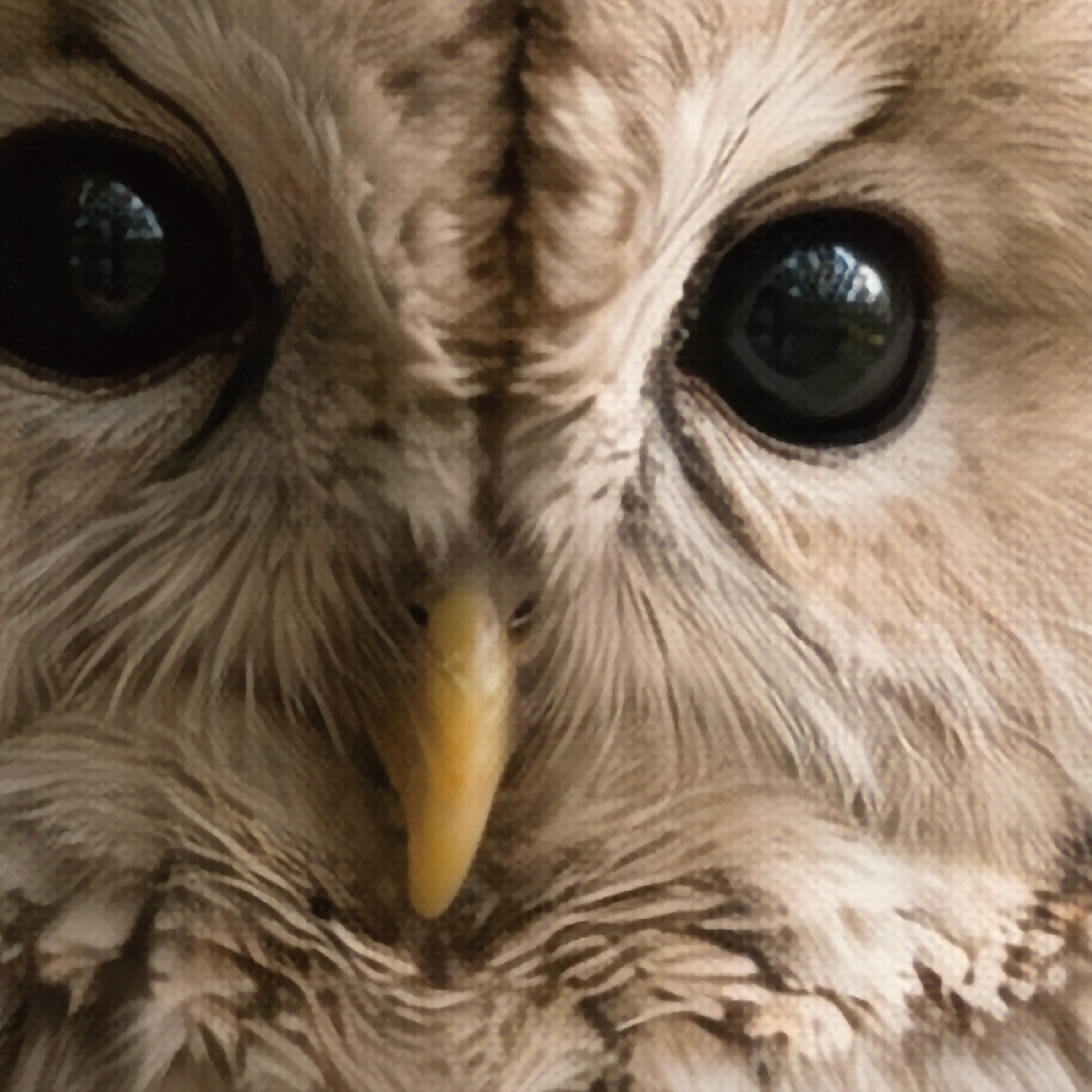 Quiet Watcher – Japanese Owl Wall Art Print (3:4 Edition)