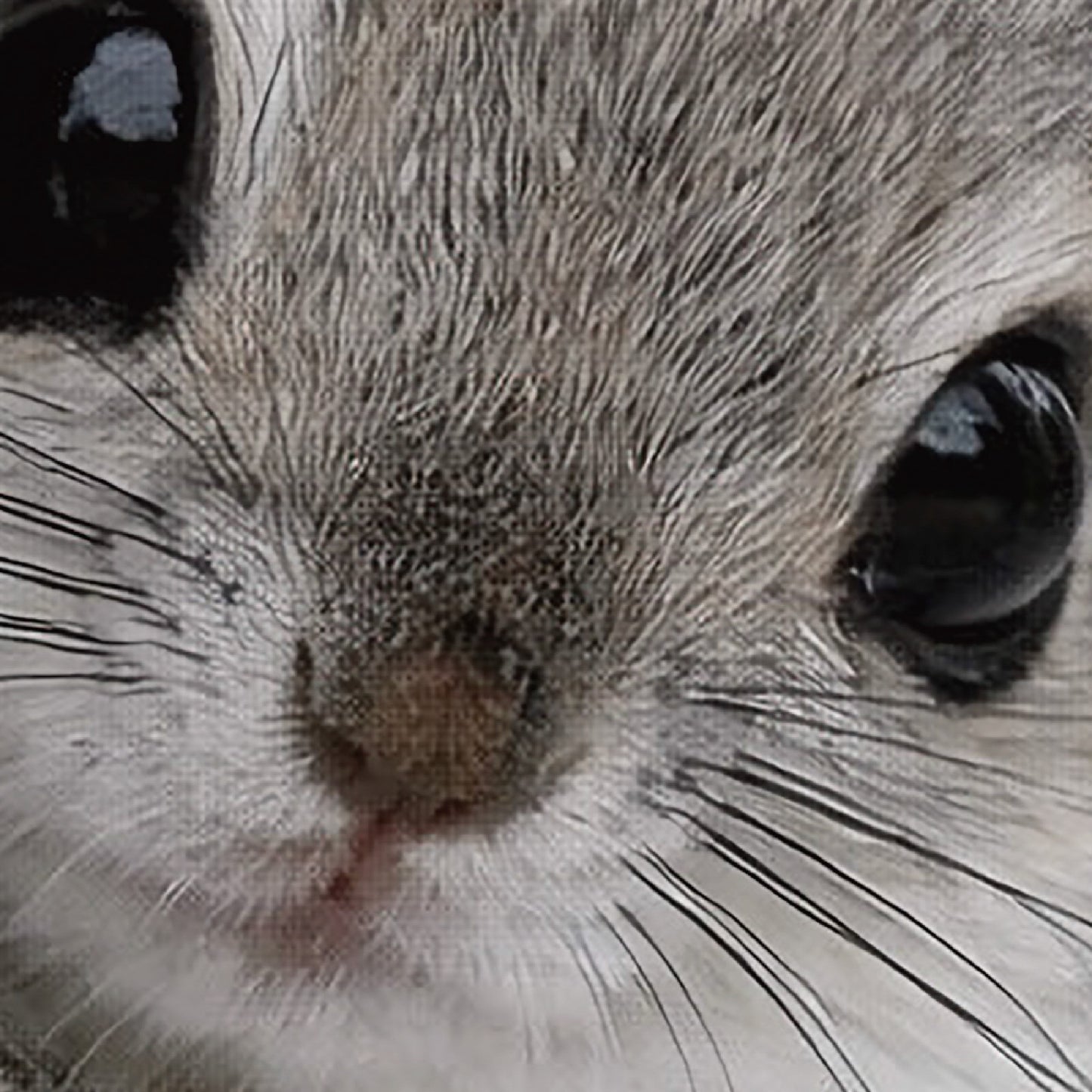 The Watching Forest – Japanese Flying Squirrel Wall Art Print (3:4 Edition)