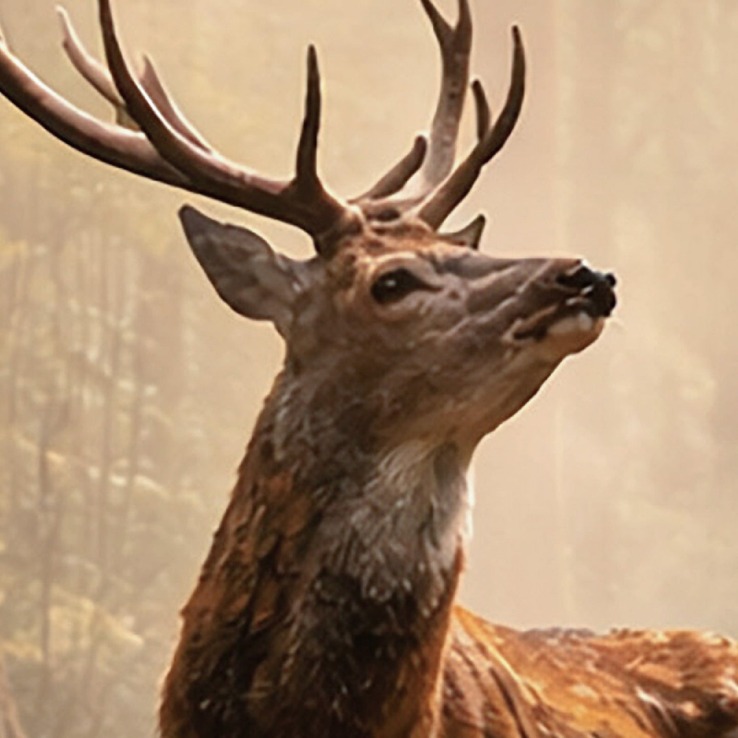 Japanese Deer in Cedar Forest – Serene Sika Deer Wall Art Print (3:4 Edition)