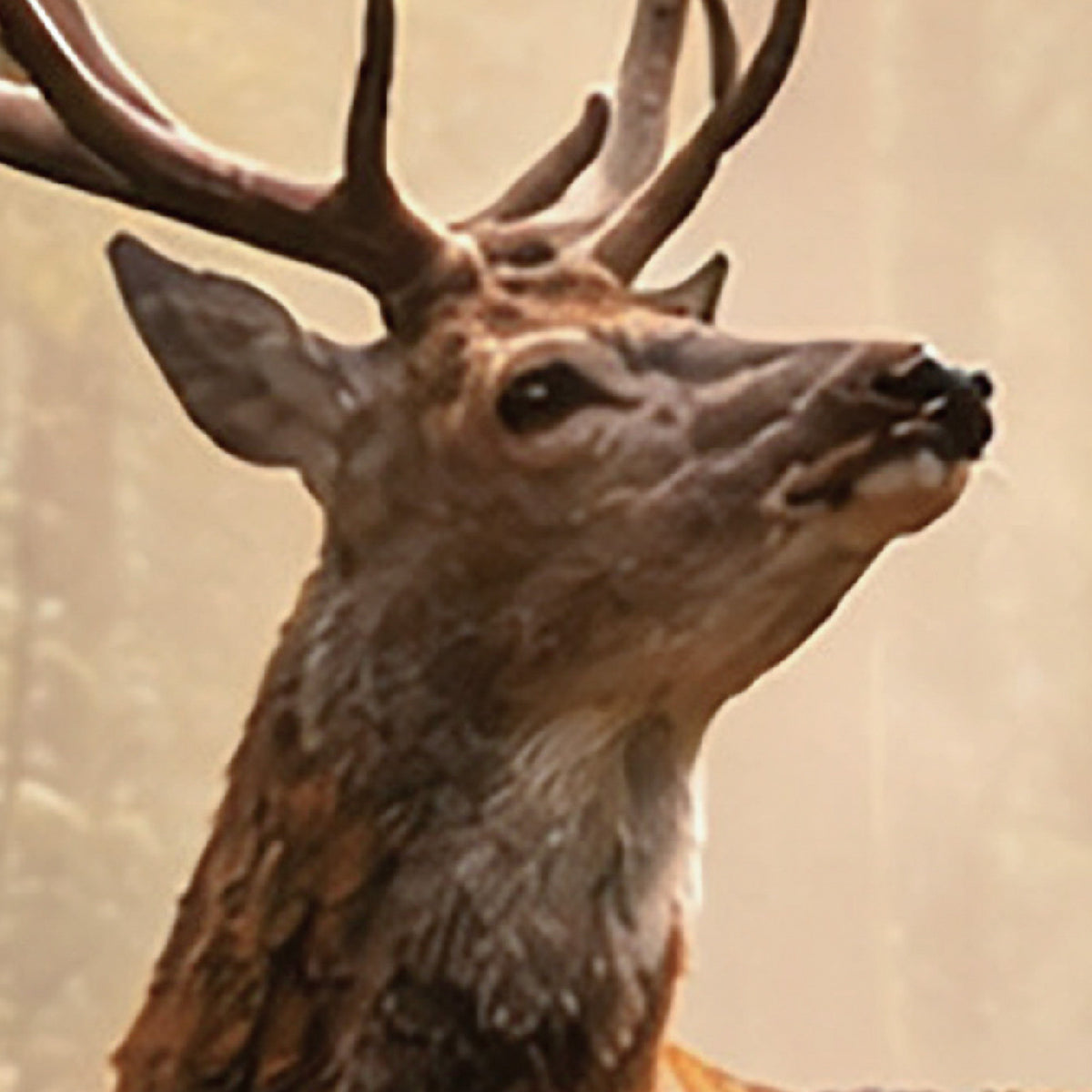 Japanese Deer in Cedar Forest – Serene Sika Deer Wall Art Print (2:3 Edition)