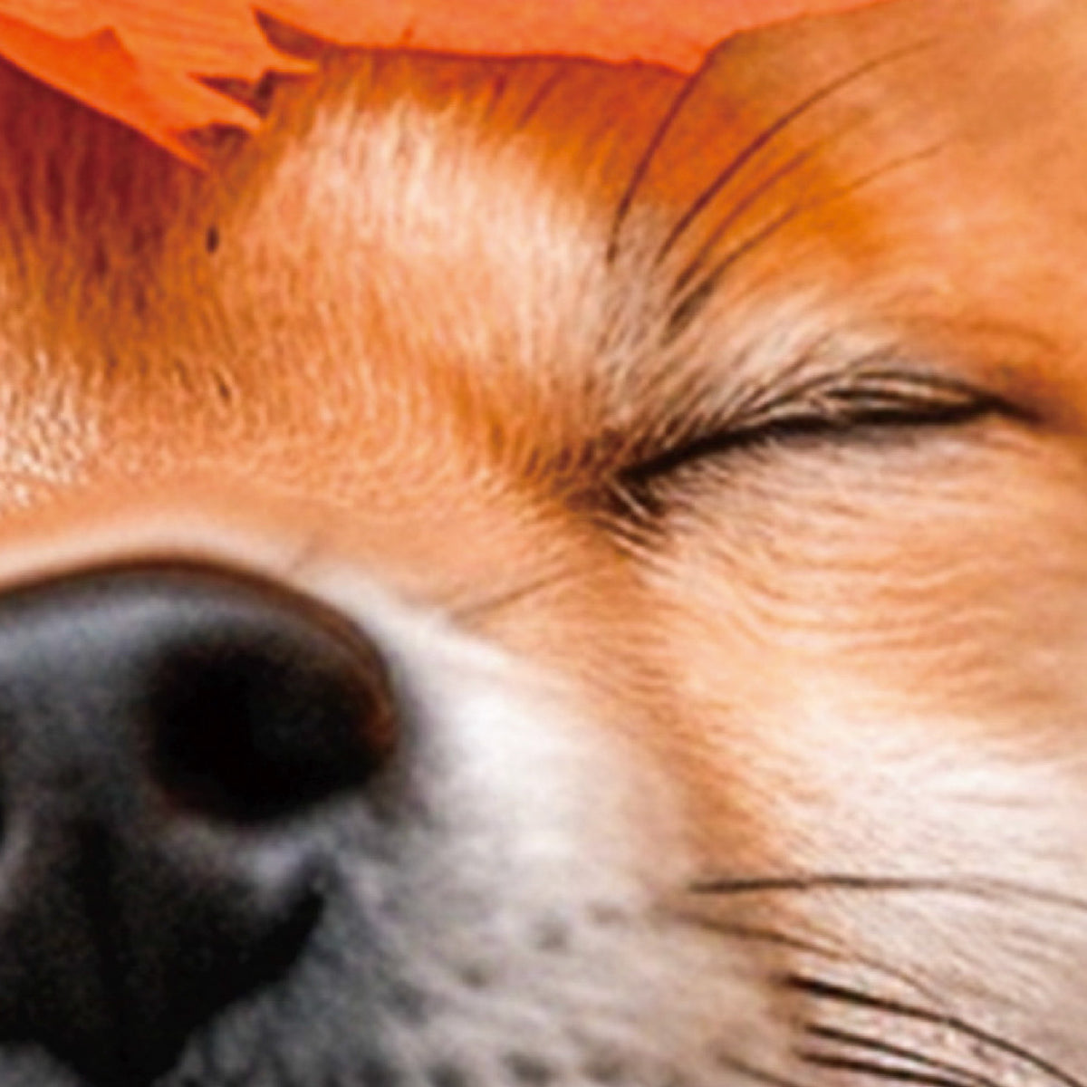 Japanese Shiba Inu Autumn Art – Maple Zen Dog Print, Minimalist Japandi Wall Decor (3:4 Edition)