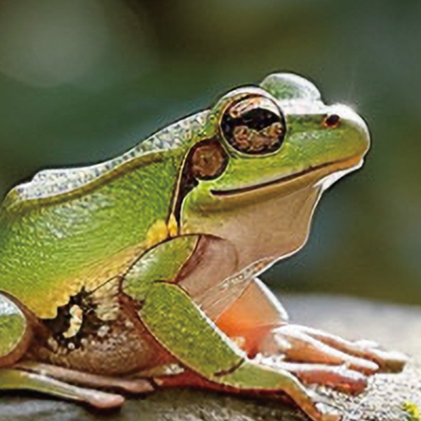 Summer Stillness – Japanese Tree Frog Wall Art Print (3:4 Edition)