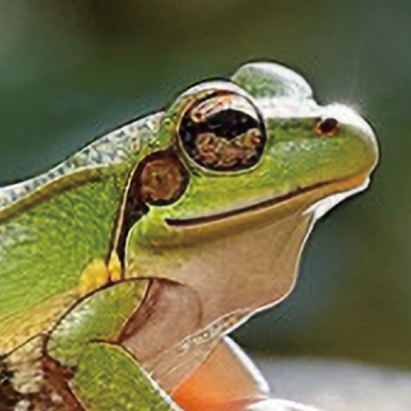 Summer Stillness – Japanese Tree Frog Wall Art Print (2:3 Edition)