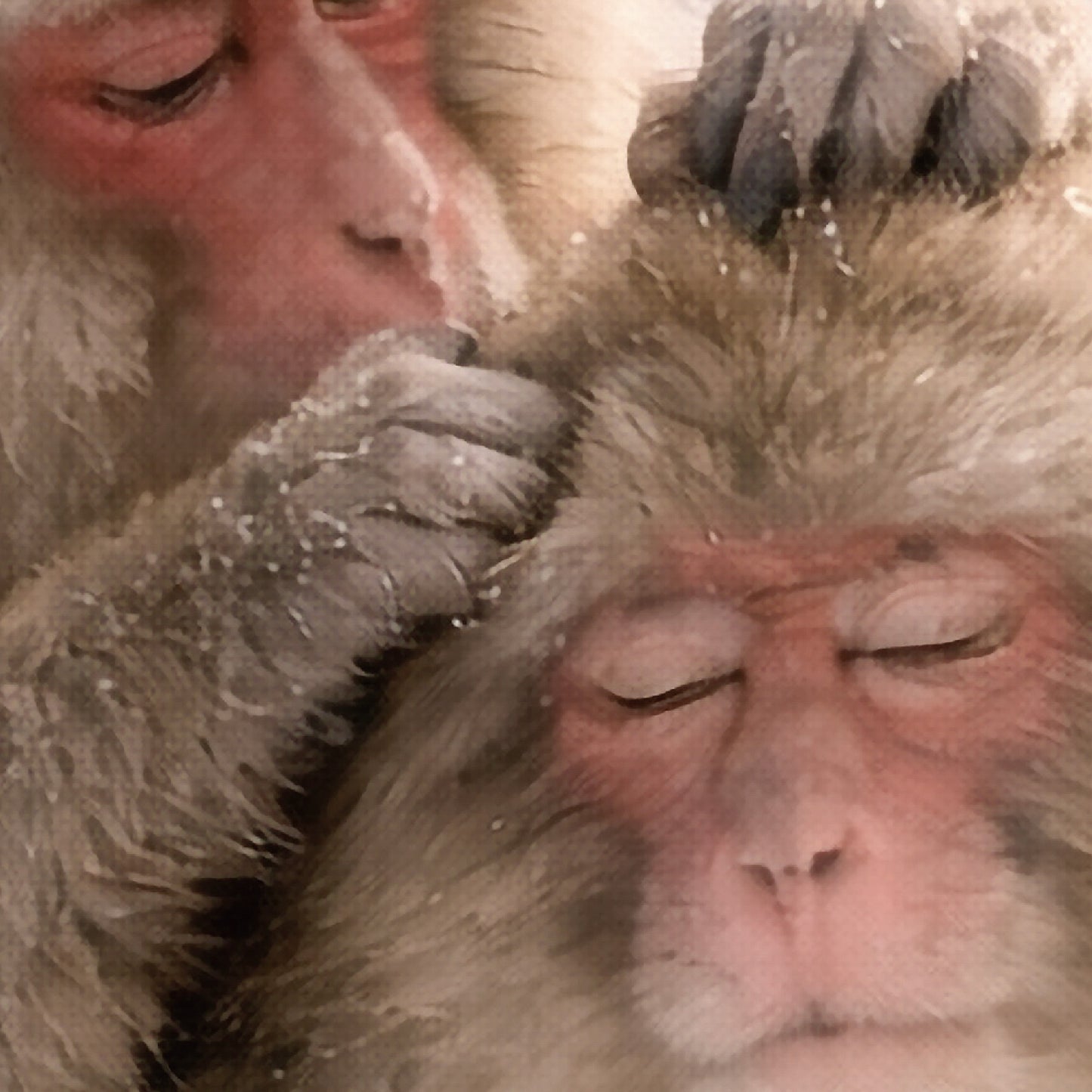 Where Warmth Lives – Japanese Snow Monkey Wall Art Print (3:4 Edition)