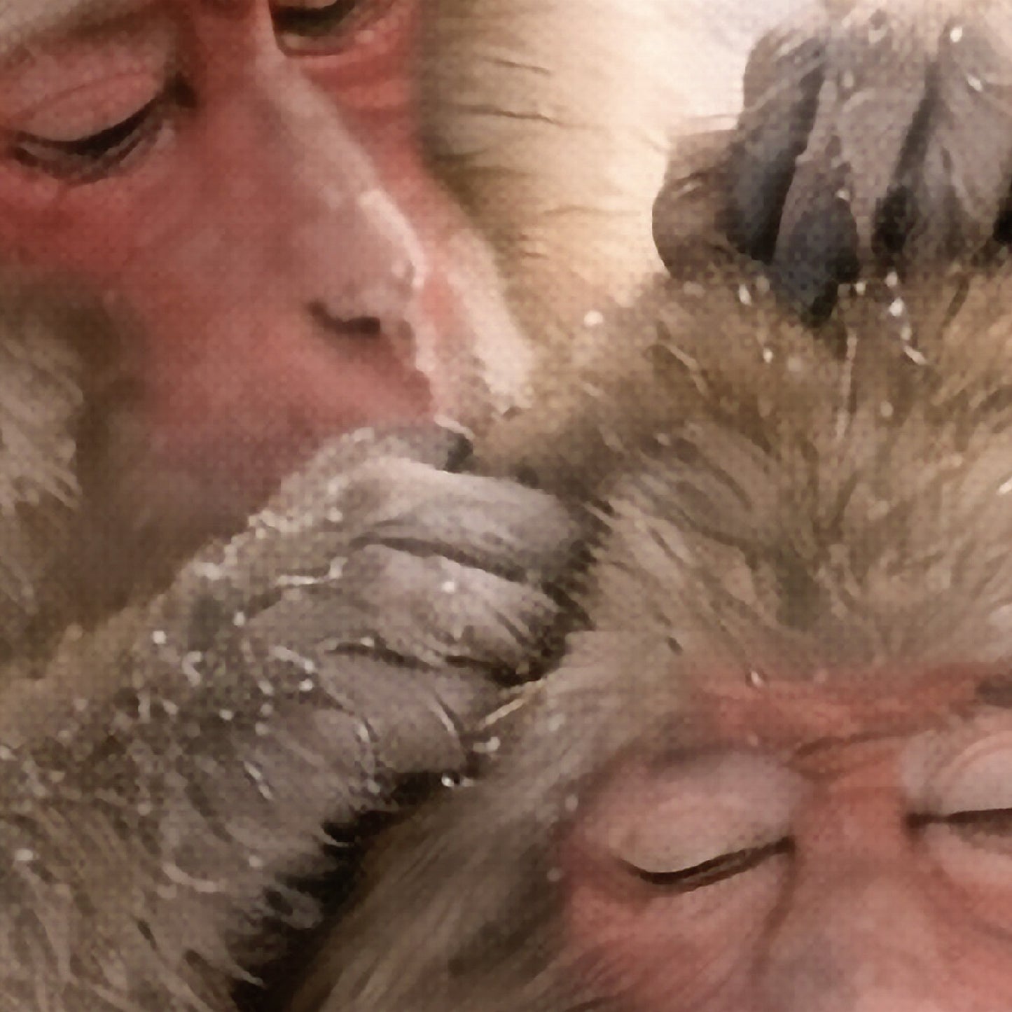Where Warmth Lives – Japanese Snow Monkey Wall Art Print (2:3 Edition)