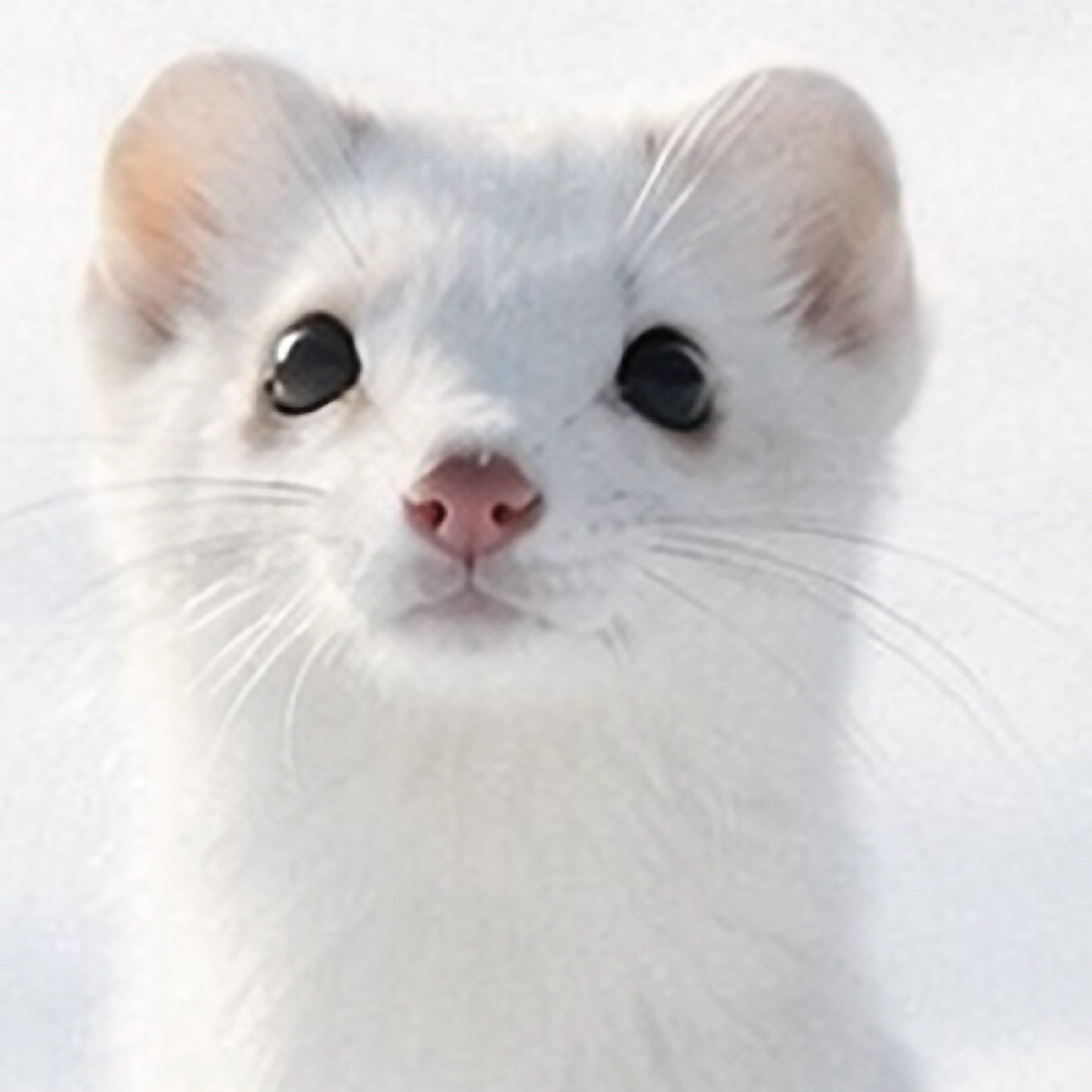 Snow Presence – Japanese Ermine Wall Art Print (3:4 Edition)