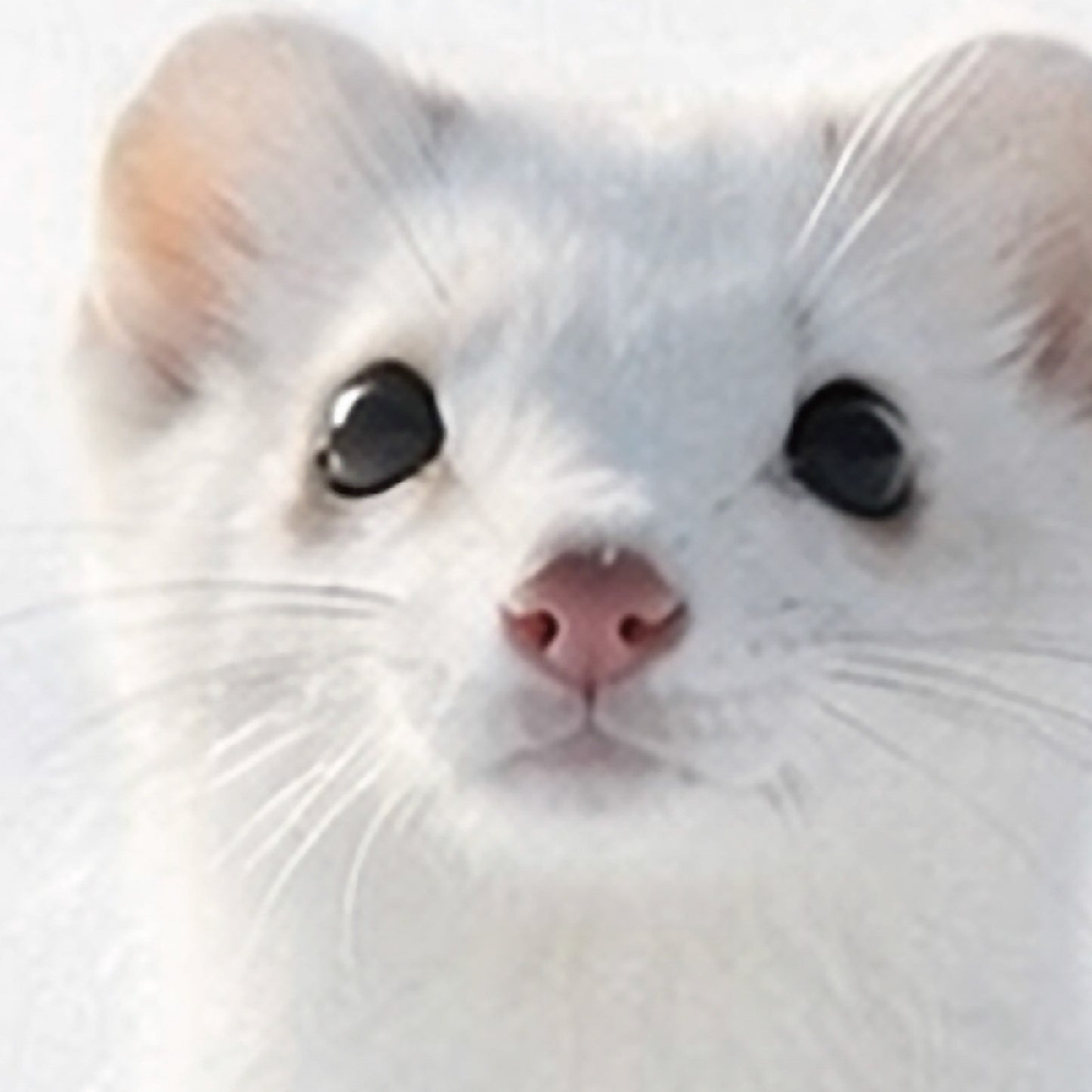 Snow Presence – Japanese Ermine Wall Art Print (2:3 Edition)