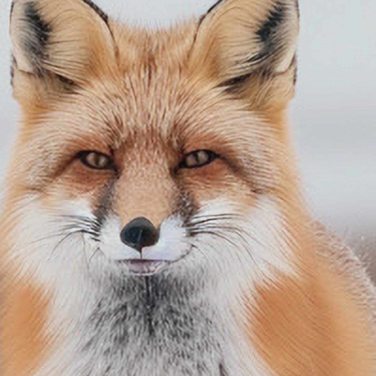 Breath in the Snow – Red Fox Wall Art Print (2:3 Edition)