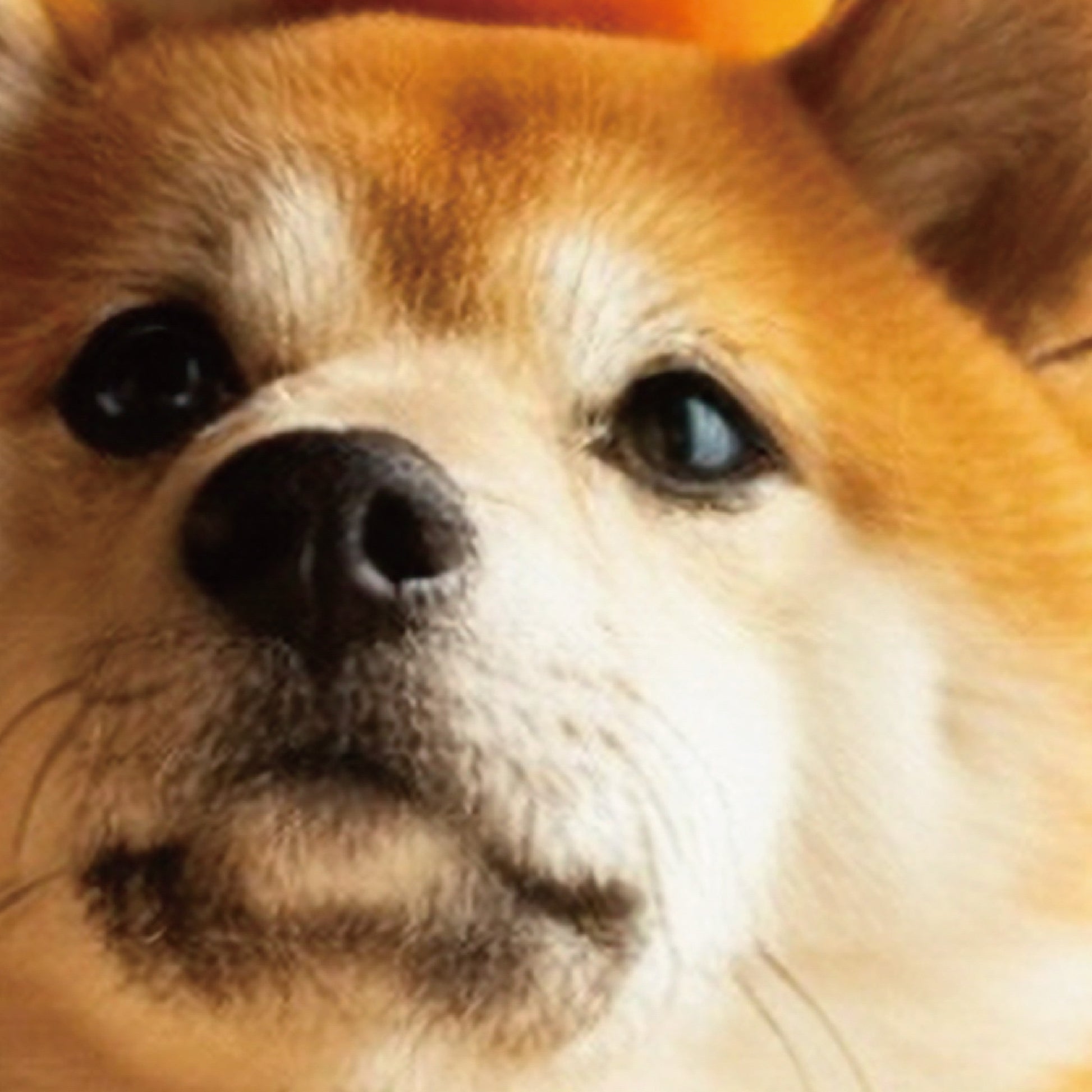 Close-up detail of Japanese Shiba Inu art print on museum-quality matte paper