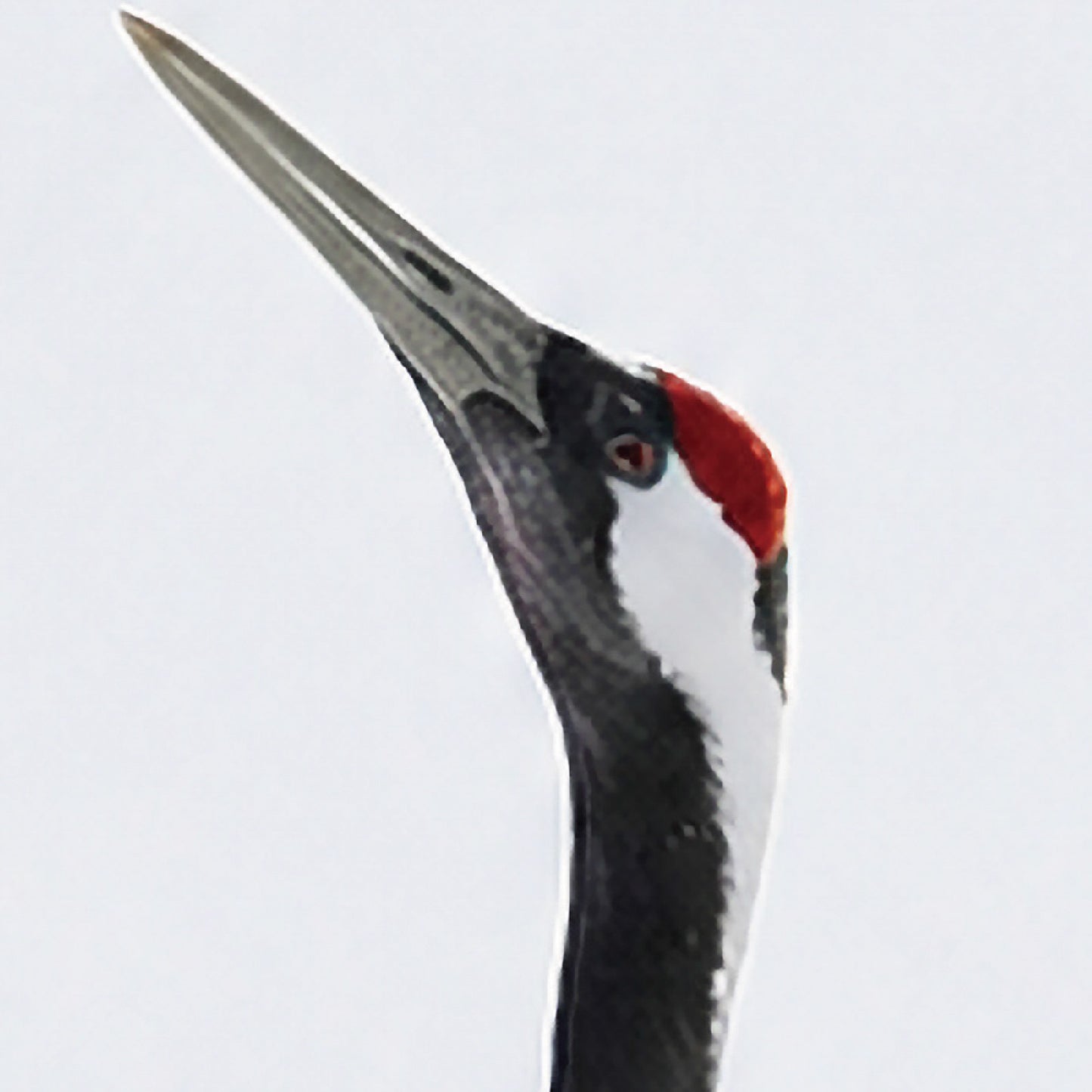 Grace in Motion – Japanese Red-Crowned Crane Wall Art Print (2:3 Edition)