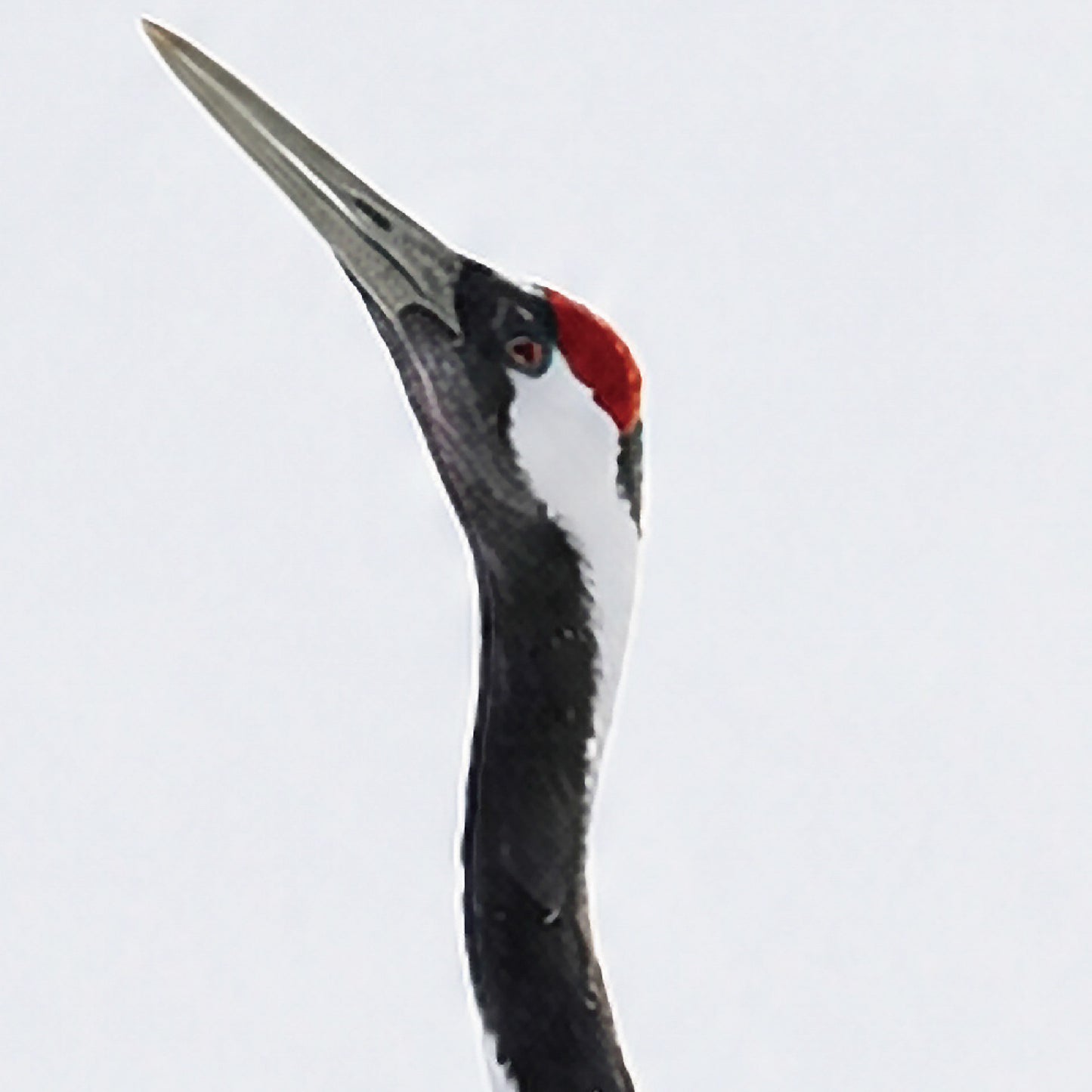 Grace in Motion – Japanese Red-Crowned Crane Wall Art Print (3:4 Edition)