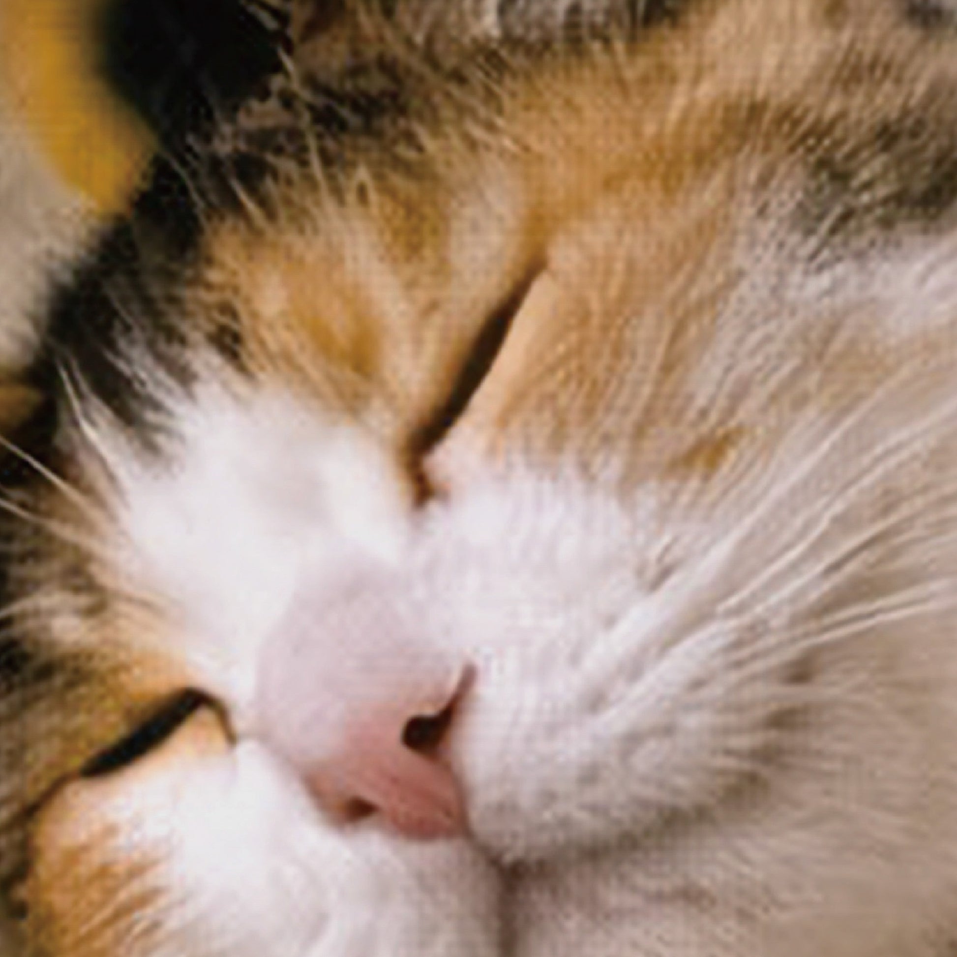 Close-up detail of Maneki Neko art print on museum-quality matte paper