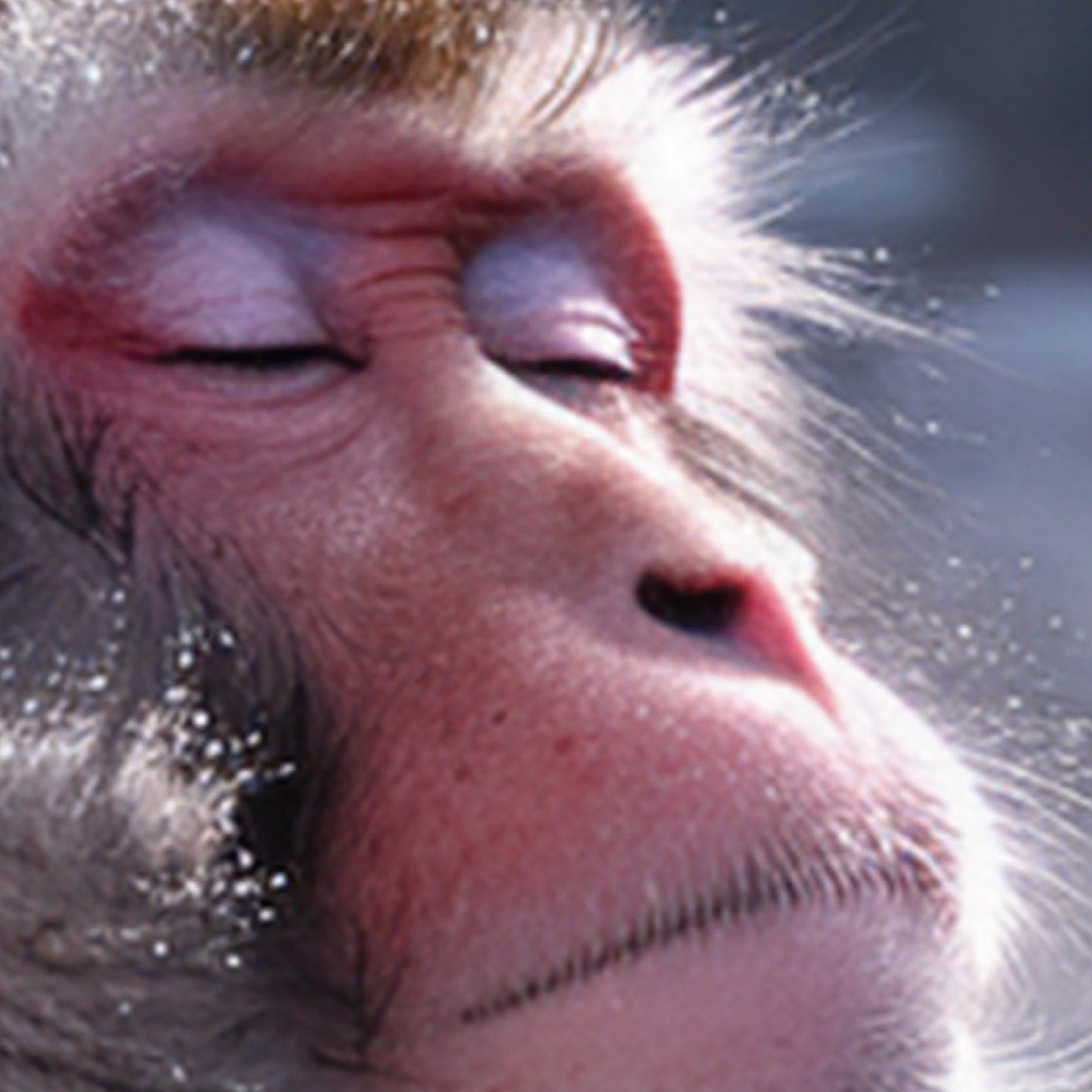 Close-up detail of Snow Monkey art print on museum-quality matte paper