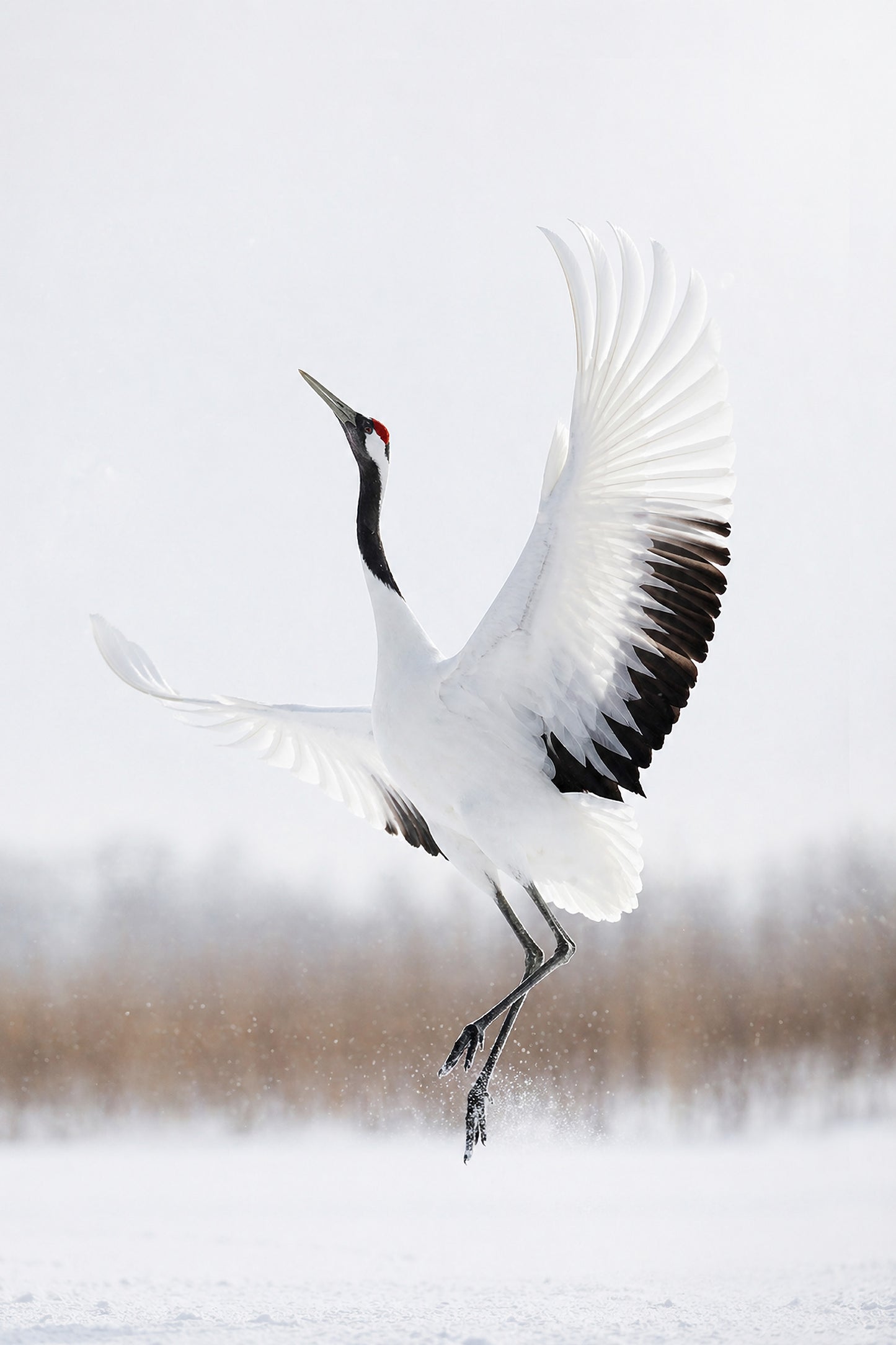 Grace in Motion – Japanese Red-Crowned Crane Wall Art Print (3:4 Edition)