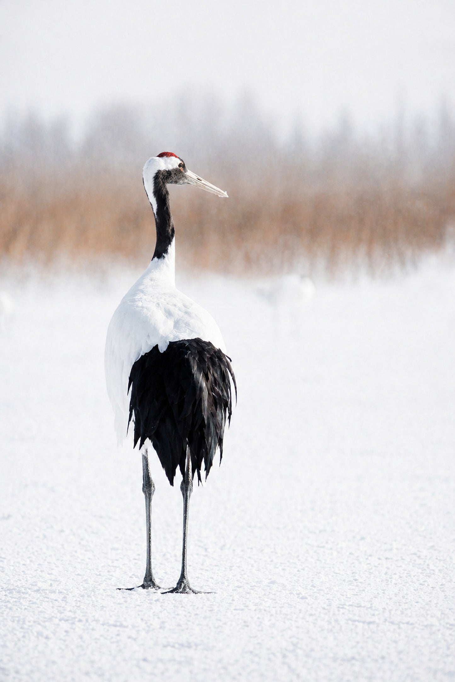 Still Moment – Japanese Red-Crowned Crane Wall Art Print (3:4 Edition)